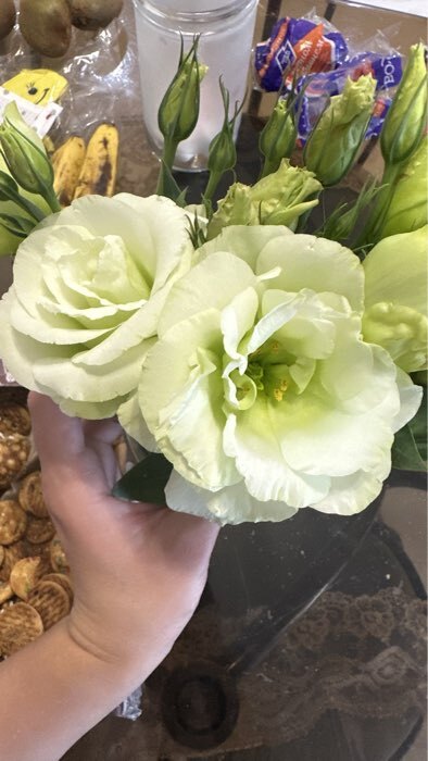 Фотография покупателя товара Семена цветов Эустома махровая "Велюр", зелёная, F1, в ампуле, 0,005 г. - Фото 2