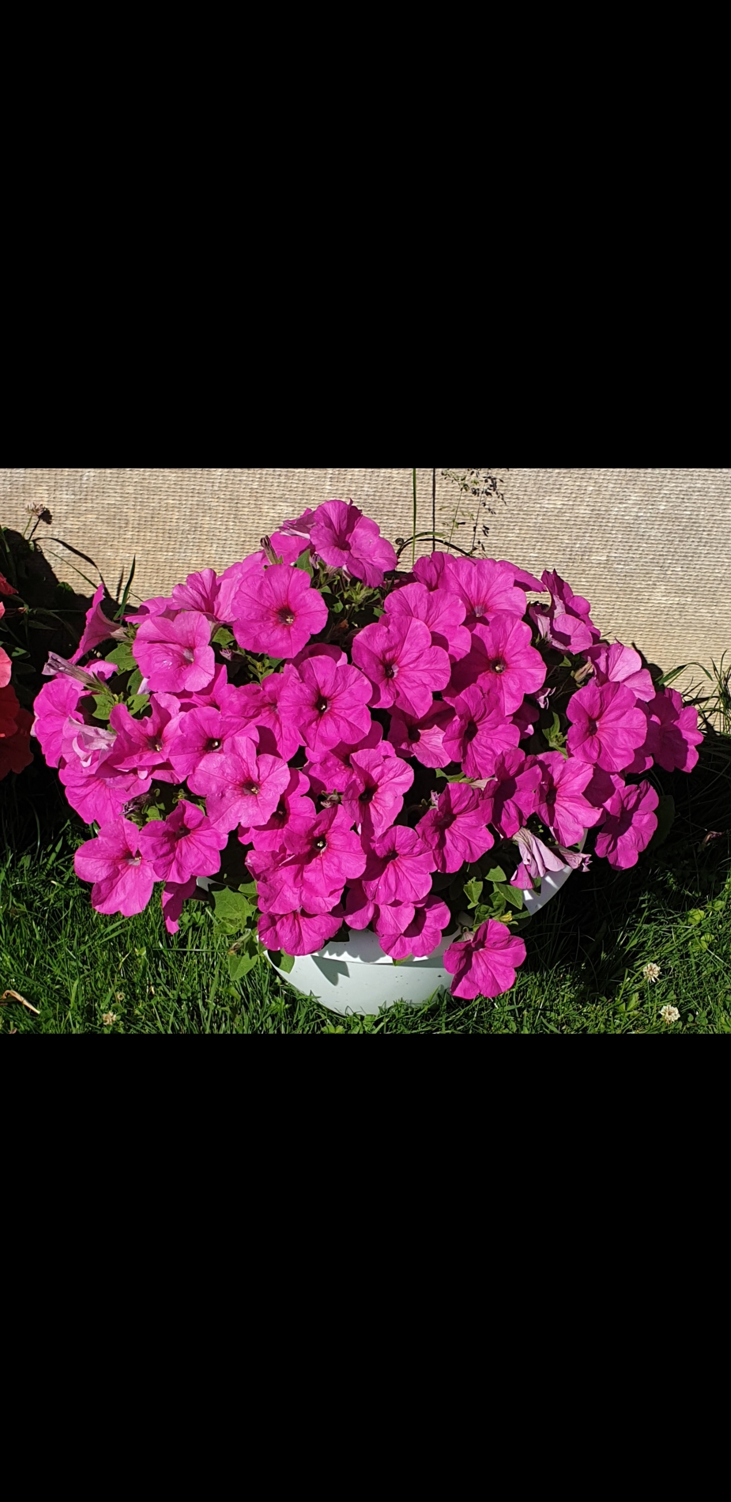 Фотография покупателя товара Семена цветов Петуния "Изи Вейв Неон роуз", F1, 5 шт - Фото 1