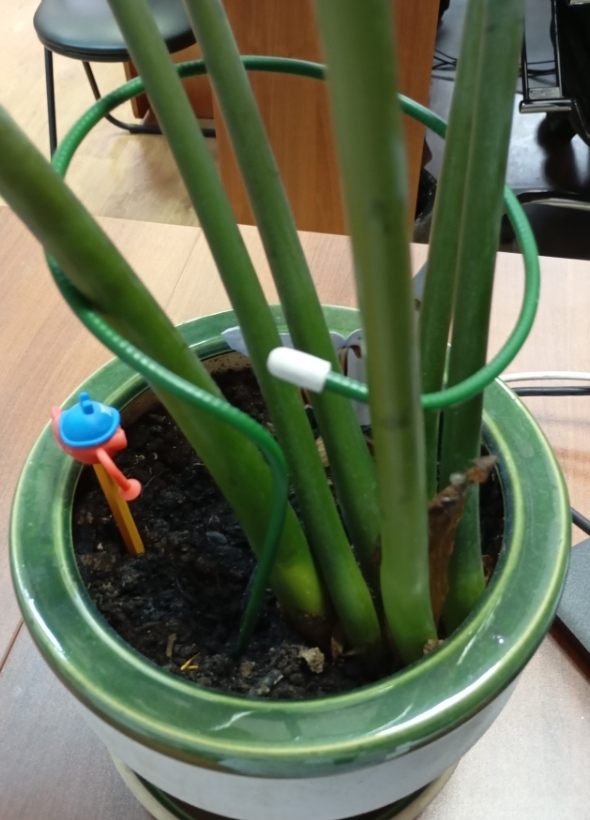 Фотография покупателя товара Кустодержатель для цветов, d=30 см, h=120(±5) см, ножка d=1 см, металл, зелёный - Фото 1