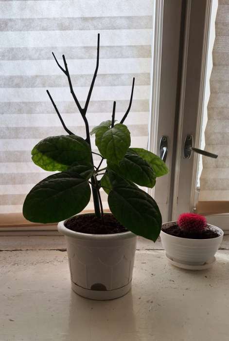 Фотография покупателя товара Шпалера-лесенка «Дерево», 43×15 см, пластик, зеленая, Greengo - Фото 3