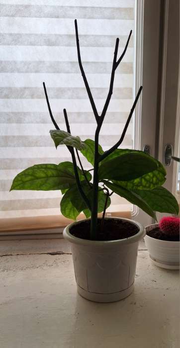 Фотография покупателя товара Шпалера-лесенка «Дерево», 43×15 см, пластик, зеленая, Greengo - Фото 4