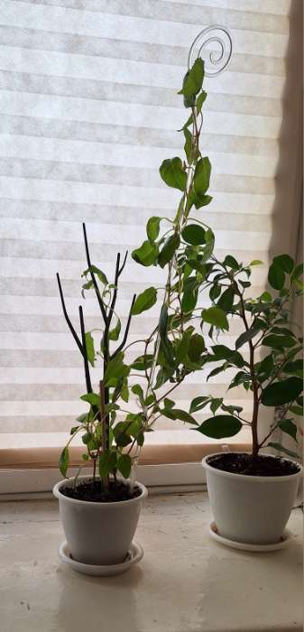 Фотография покупателя товара Шпалера-лесенка «Дерево», 43×15 см, пластик, зеленая, Greengo - Фото 2