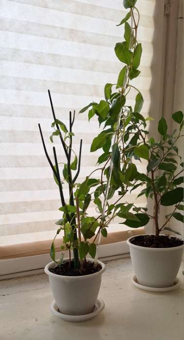 Фотография покупателя товара Шпалера-лесенка «Дерево», 43×15 см, пластик, зеленая, Greengo - Фото 5