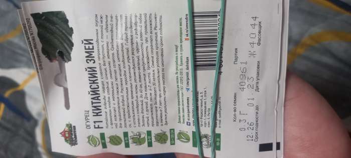 Фотография покупателя товара Семена Огурец «Китайский змей», среднепоздний, пчелоопыляемый, 0.3 г, «ХИТ-Гавриш» - Фото 1