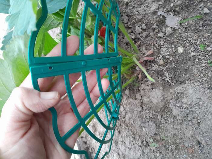 Фотография покупателя товара Кустодержатель для клубники, d=30.5 см, пластик, зелёный - Фото 8