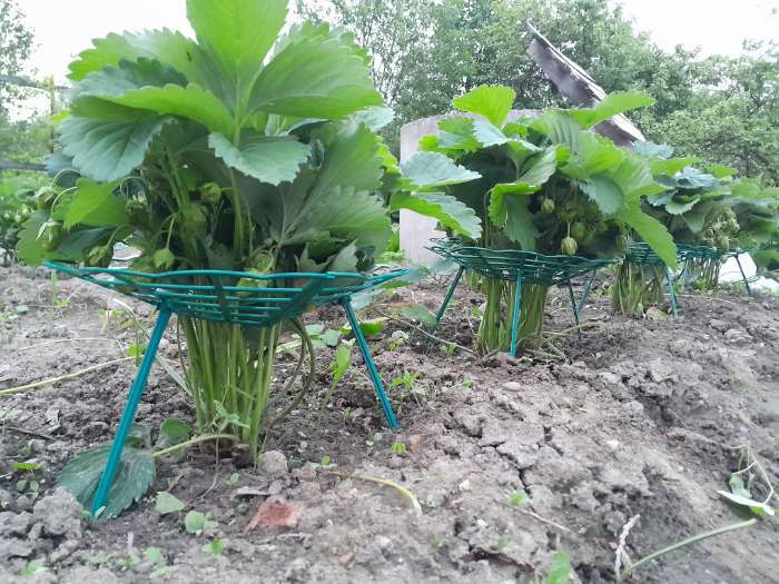 Фотография покупателя товара Кустодержатель для клубники, d=30.5 см, пластик, зелёный - Фото 7