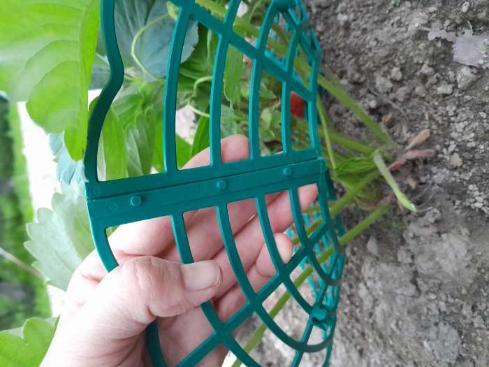 Фотография покупателя товара Кустодержатель для клубники, d=30.5 см, пластик, зелёный - Фото 11