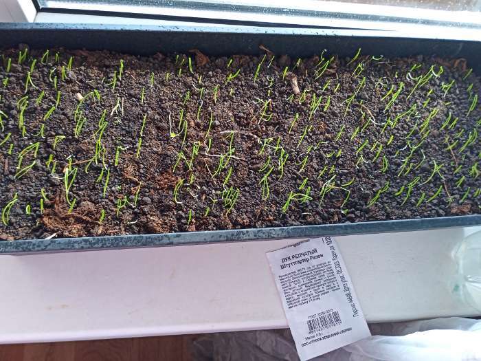 Фотография покупателя товара Семена Лук репчатый «Штуттгартер Ризен», 0.5 г, «Гавриш» - Фото 1