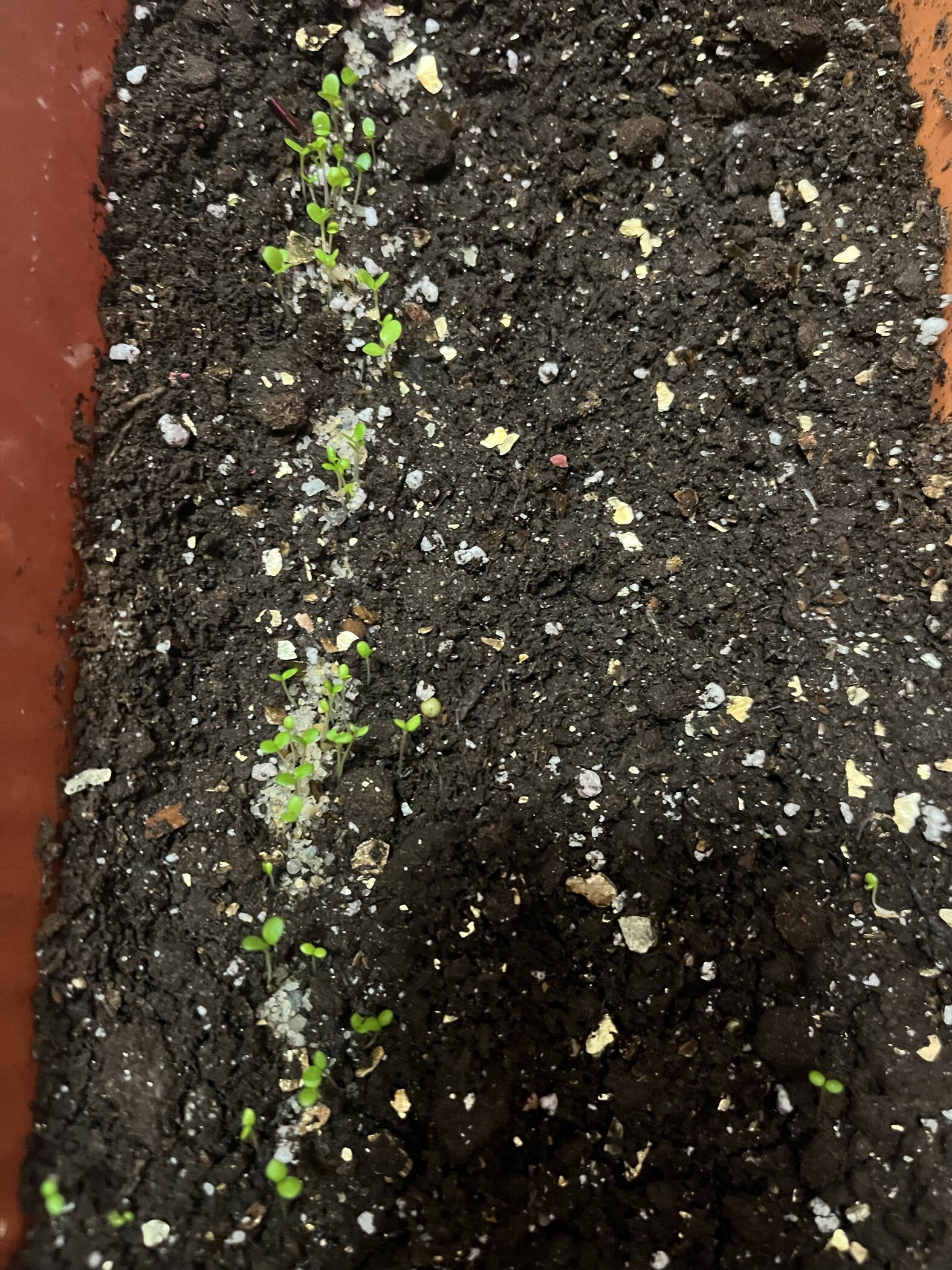 Фотография покупателя товара Семена Обриета "Смесь гибридная", ц/п, 0,03 гр. - Фото 1