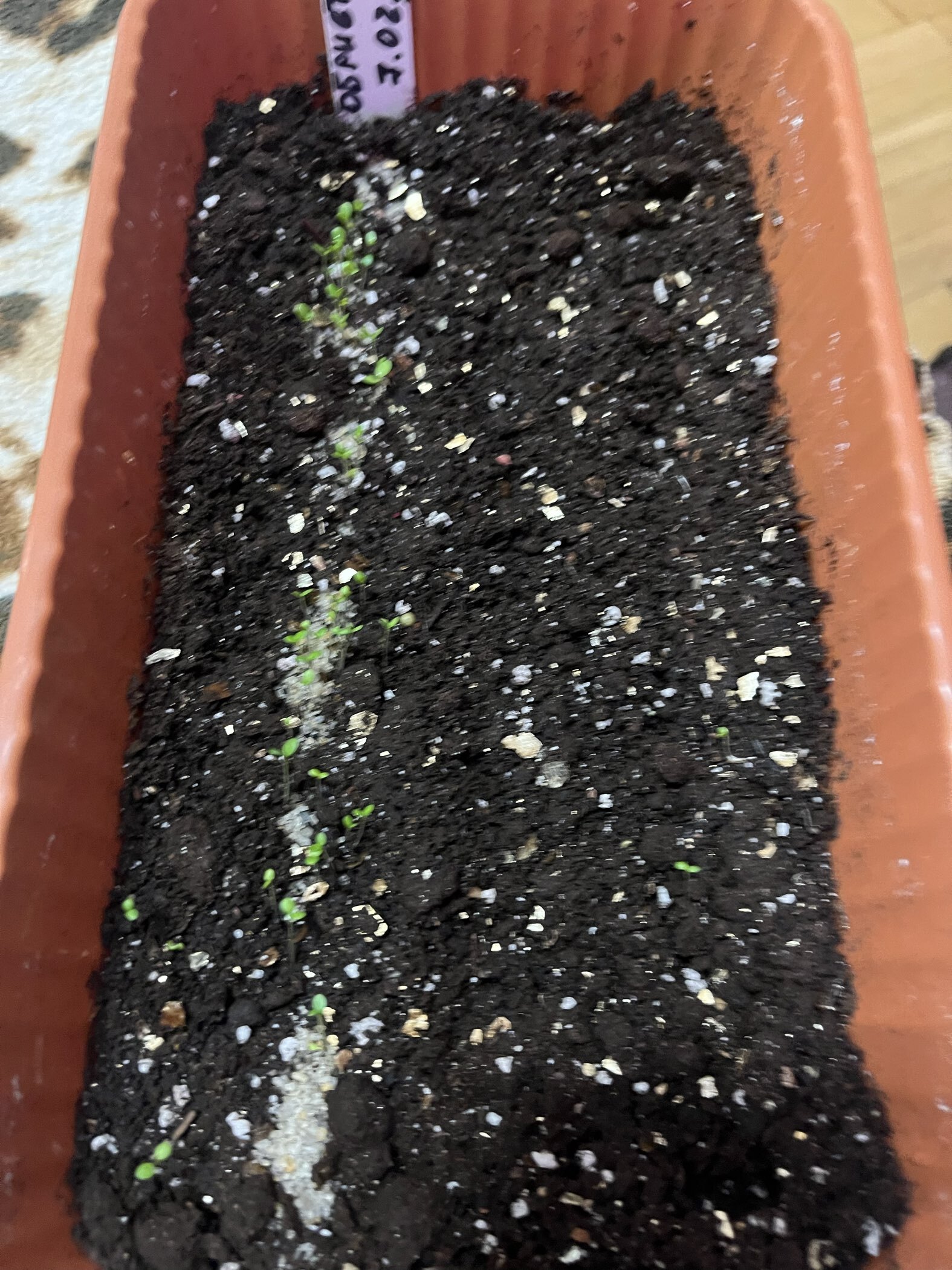 Фотография покупателя товара Семена Обриета "Смесь гибридная", ц/п, 0,03 гр. - Фото 2