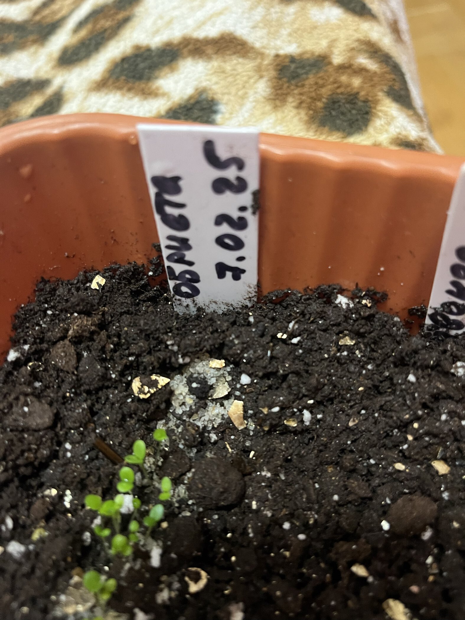 Фотография покупателя товара Семена Обриета "Смесь гибридная", ц/п, 0,03 гр. - Фото 3