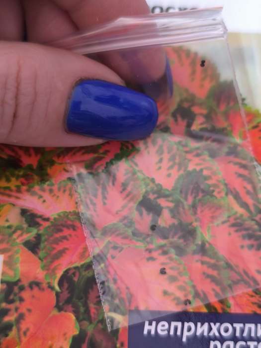 Фотография покупателя товара Семена комнатных цветов Колеус "Коралловый Восход", ц/п, 5 шт - Фото 10