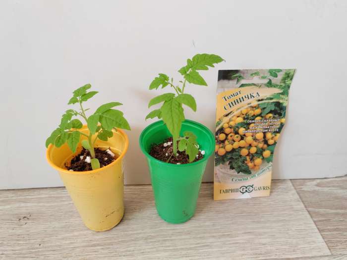 Фотография покупателя товара Семена Томат "Синичка", очень ранний, детерминантный,низкорослый, 0,05 г - Фото 2