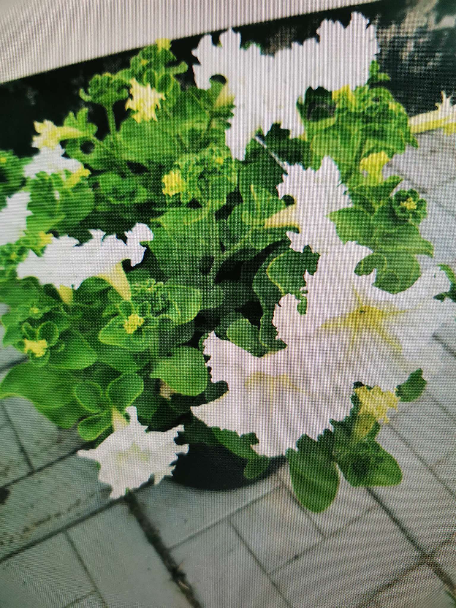 Фотография покупателя товара Семена цветов Петуния крупноцветковая бахромчатая «Афродита Белая» F1, О, 8 шт. - Фото 3