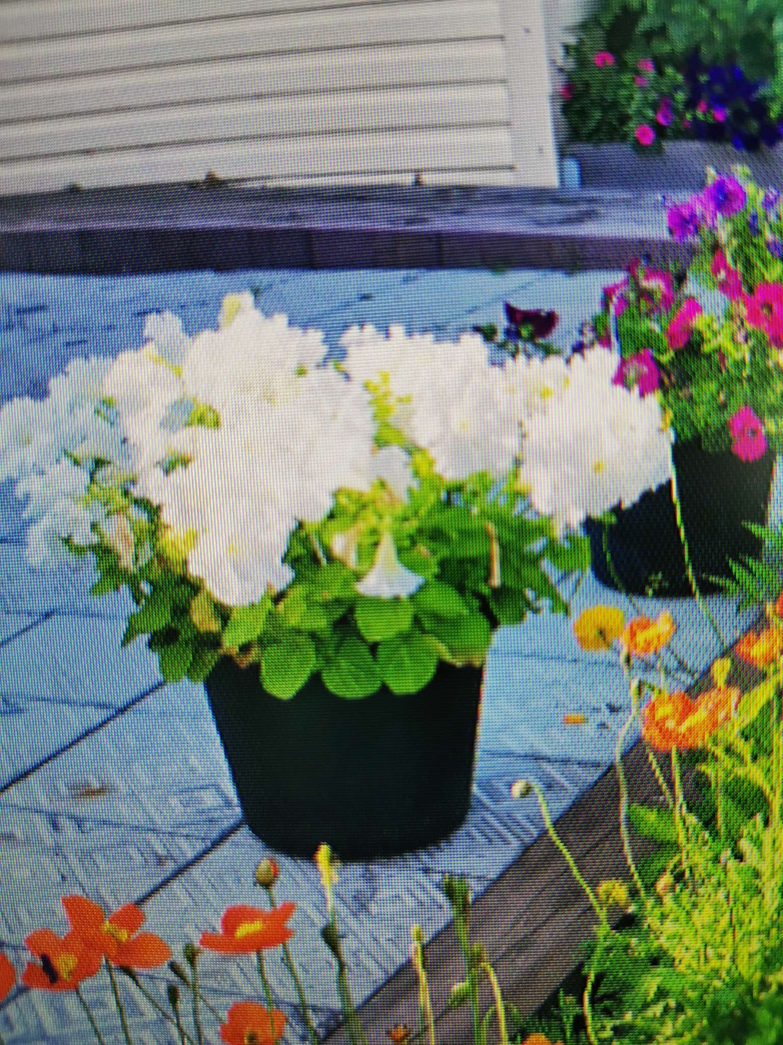 Фотография покупателя товара Семена цветов Петуния крупноцветковая бахромчатая «Афродита Белая» F1, О, 8 шт. - Фото 4