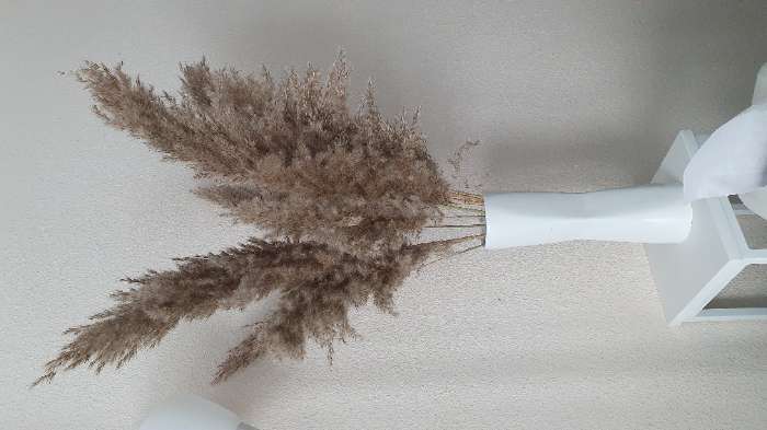 Фотография покупателя товара Сухоцветы «Камыш», h=80 см, (фасовка 5 шт., цена за 1 шт.), бежевые - Фото 3