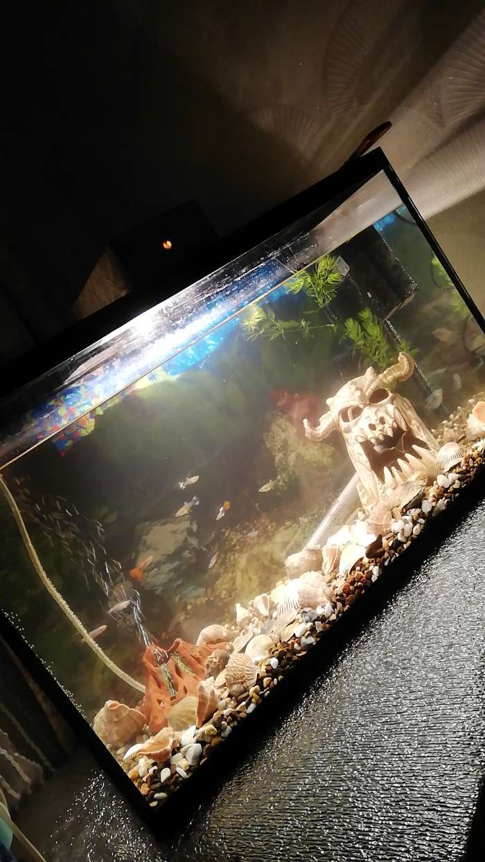 Фотография покупателя товара Грунт BARBUS гравий речной "Карамель" 3-7мм 3,5кг - Фото 4