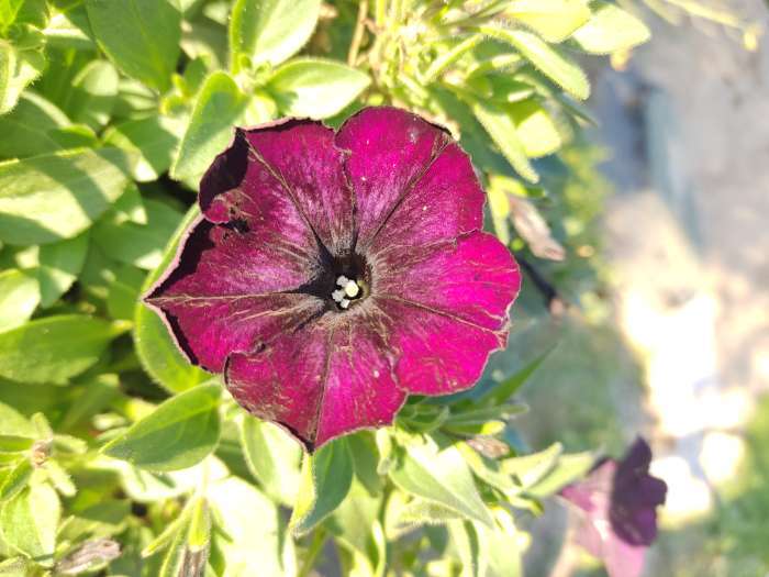 Фотография покупателя товара Семена цветов Петуния "Черная вишня" F1 многоцветковая, О, гранулы, пробирка, ц/п,4 шт. - Фото 34