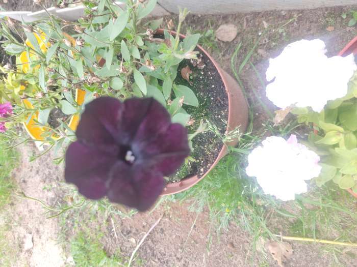 Фотография покупателя товара Семена цветов Петуния "Черная вишня" F1 многоцветковая, О, гранулы, пробирка, ц/п,4 шт. - Фото 35