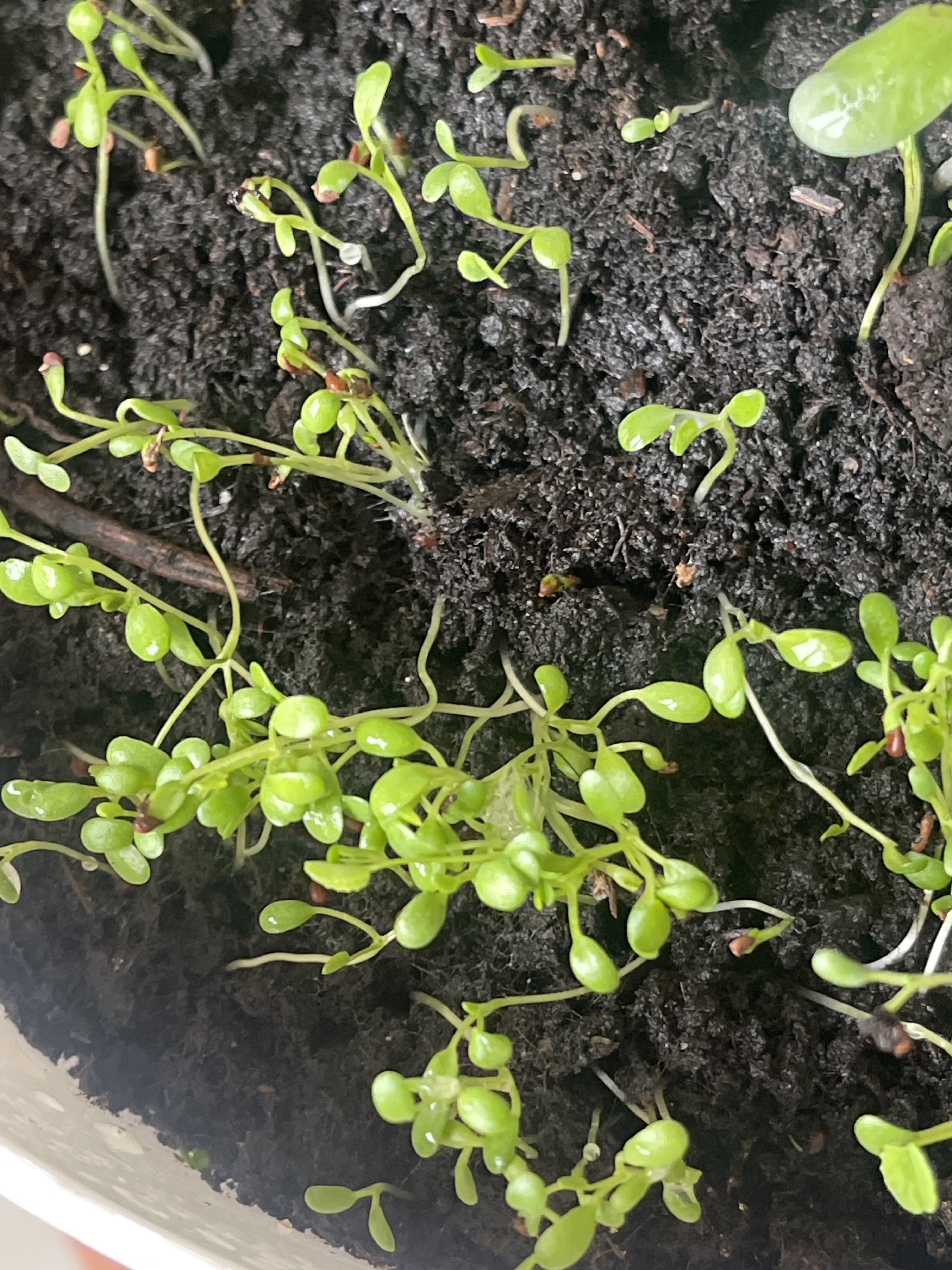 Фотография покупателя товара Семена Клевер "Нанук", ц/п,  белый, 20 г - Фото 1