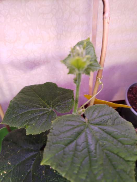 Фотография покупателя товара Семена Огурец, «СВ 4097 ЦВ», F1, 8 шт., Seminis, «Агрос» - Фото 1