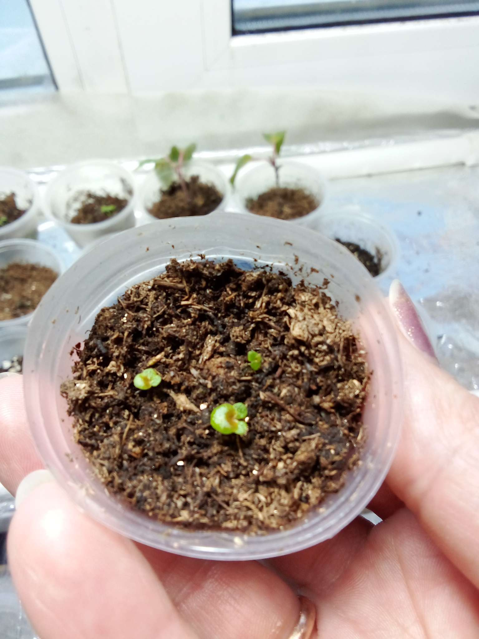 Фотография покупателя товара Семена цветов Бегония Биг Делюкс F1 Ред бронз, ц/п, 3 шт. - Фото 2