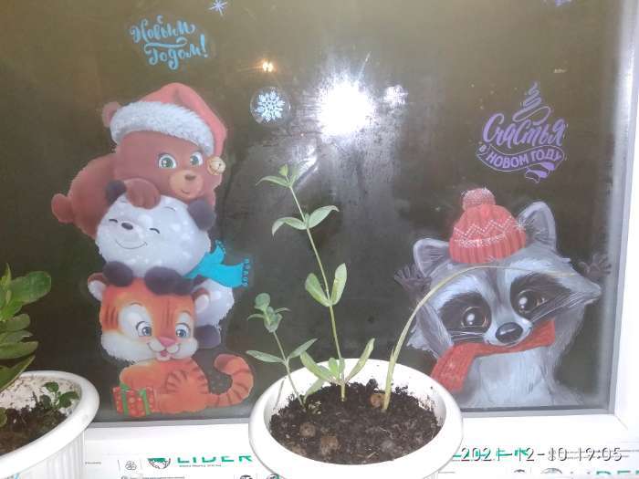 Фотография покупателя товара Наклейки на стекло «Новогодний енотик», многоразовые, 20 × 34 см