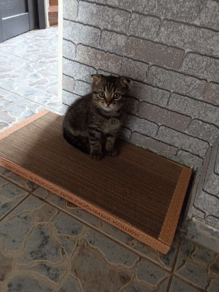 Фотография покупателя товара Домашняя когтеточка-лежанка для кошек, 50 x 24 см