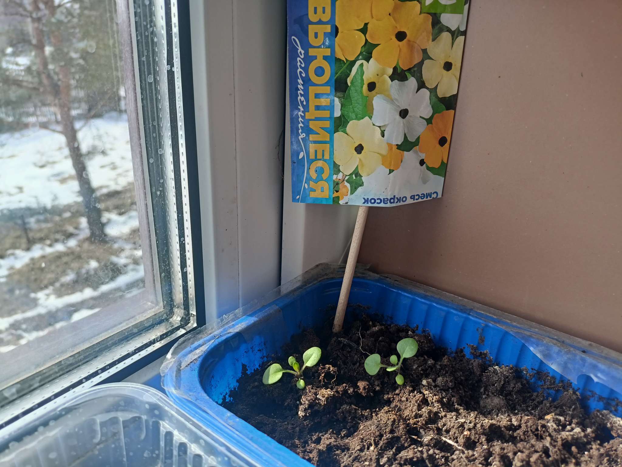 Фотография покупателя товара Семена Тунбергия "Смесь окрасок", ц/п, 0,2гр. - Фото 5