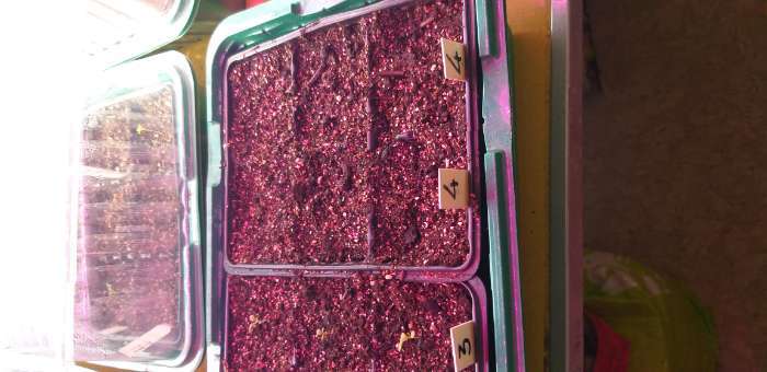 Фотография покупателя товара Семена Петуния махр. "Водопад Синий", каскадная, драже, 10 шт - Фото 3