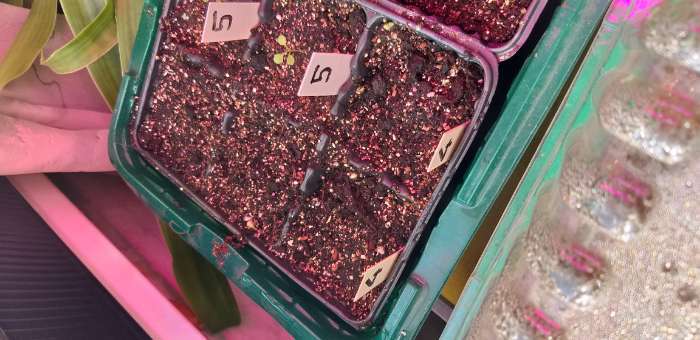 Фотография покупателя товара Семена Петуния махр. "Водопад Синий", каскадная, драже, 10 шт - Фото 4