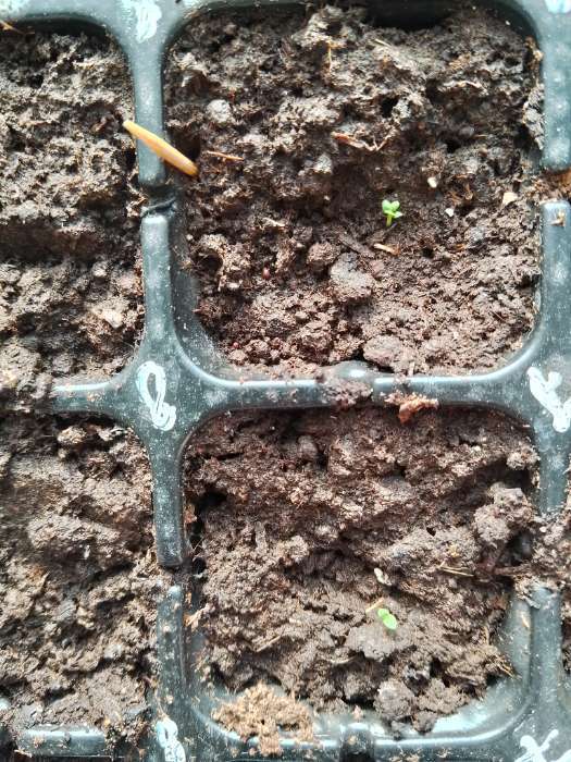 Фотография покупателя товара Семена Петуния махр. "Водопад Синий", каскадная, драже, 10 шт - Фото 1