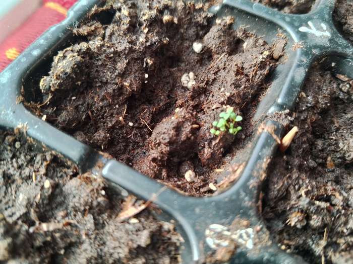 Фотография покупателя товара Семена Петуния махр. "Водопад Синий", каскадная, драже, 10 шт - Фото 2