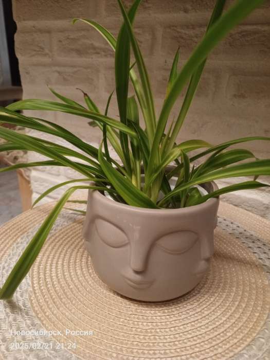 Фотография покупателя товара Кашпо «Многоликий» белое, 12×12×9 см - Фото 6