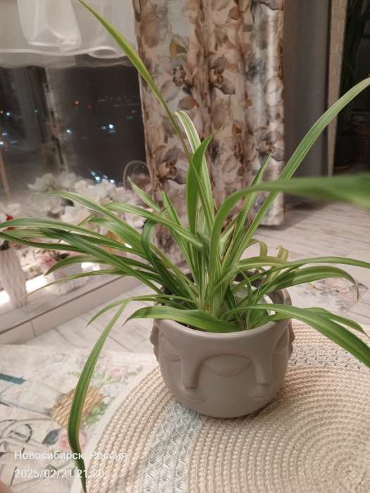 Фотография покупателя товара Кашпо «Многоликий» белое, 12×12×9 см - Фото 8