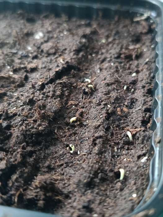 Фотография покупателя товара Семена цветов Статица "Талисман Сине-белый", 0,1 г - Фото 1