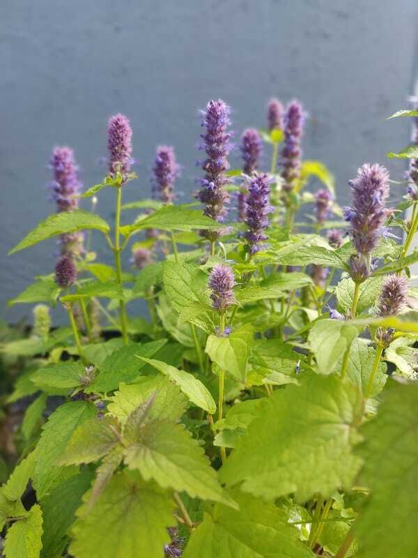 Фотография покупателя товара Семена Цветов Агастахе "Йоркшир", смесь сортов, 0,1 г - Фото 1