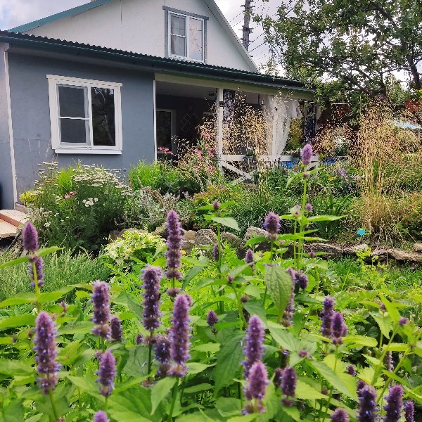 Фотография покупателя товара Семена Цветов Агастахе "Йоркшир", смесь сортов, 0,1 г - Фото 2