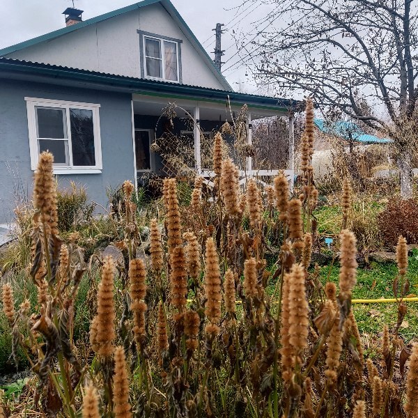 Фотография покупателя товара Семена Цветов Агастахе "Йоркшир", смесь сортов, 0,1 г - Фото 3