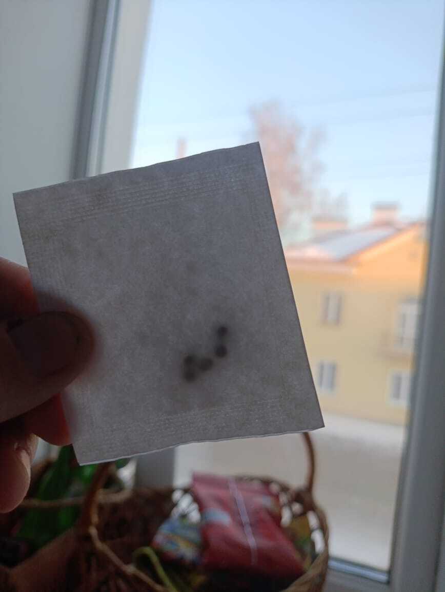 Фотография покупателя товара Семена Тунбергия "Смесь окрасок", ц/п, 0,2гр. - Фото 3