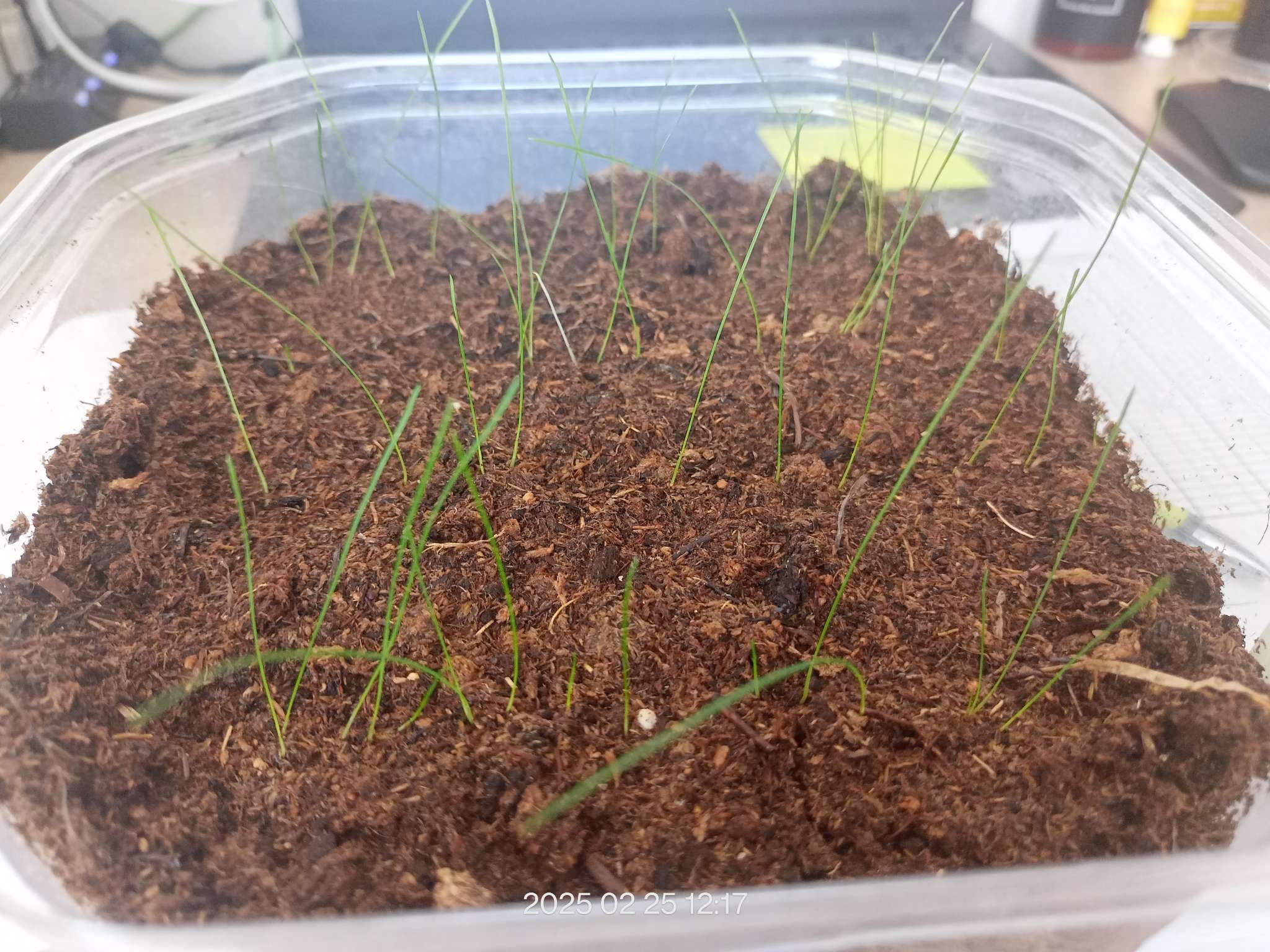 Фотография покупателя товара Семена цветов Овсяница "Синичка", ц/п,  декоративная , 0,1 г - Фото 11