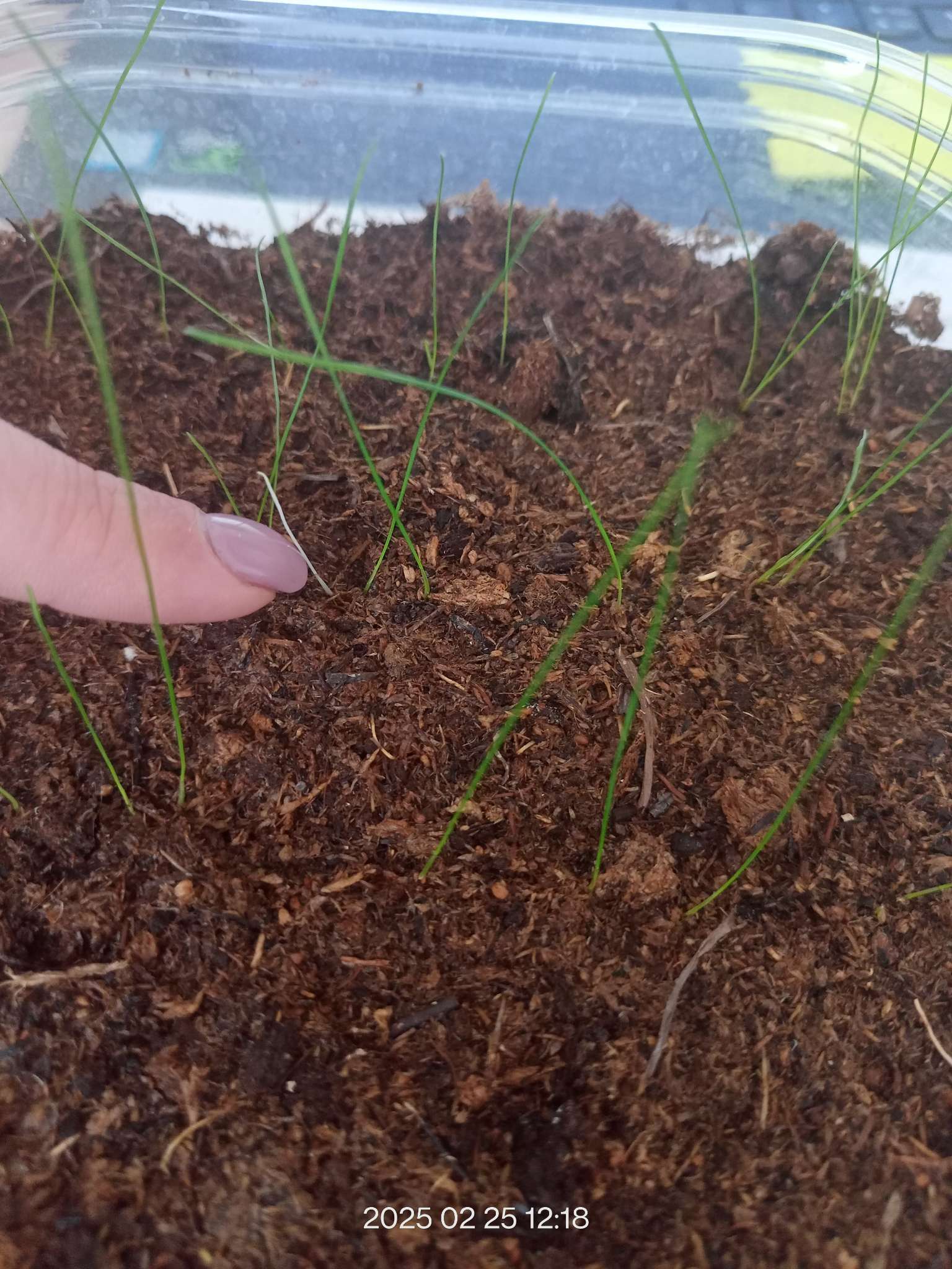 Фотография покупателя товара Семена цветов Овсяница "Синичка", ц/п,  декоративная , 0,1 г - Фото 12