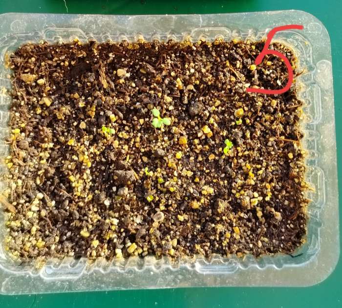 Фотография покупателя товара Семена Земляника "Золотинка", 0,02 г - Фото 1