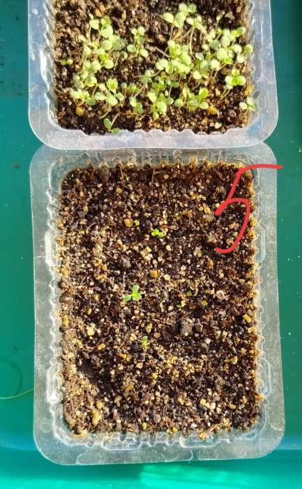 Фотография покупателя товара Семена Земляника "Золотинка", 0,02 г - Фото 2