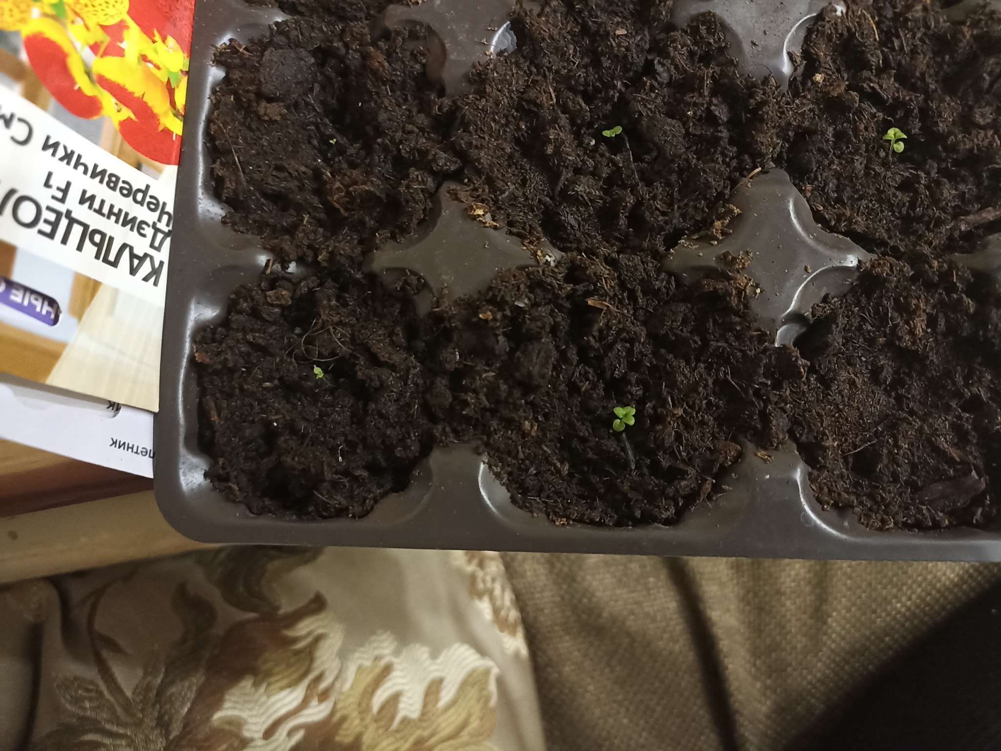 Фотография покупателя товара Семена Кальцеолярия "Дэинти", ц/п,  F1, 3 шт - Фото 1