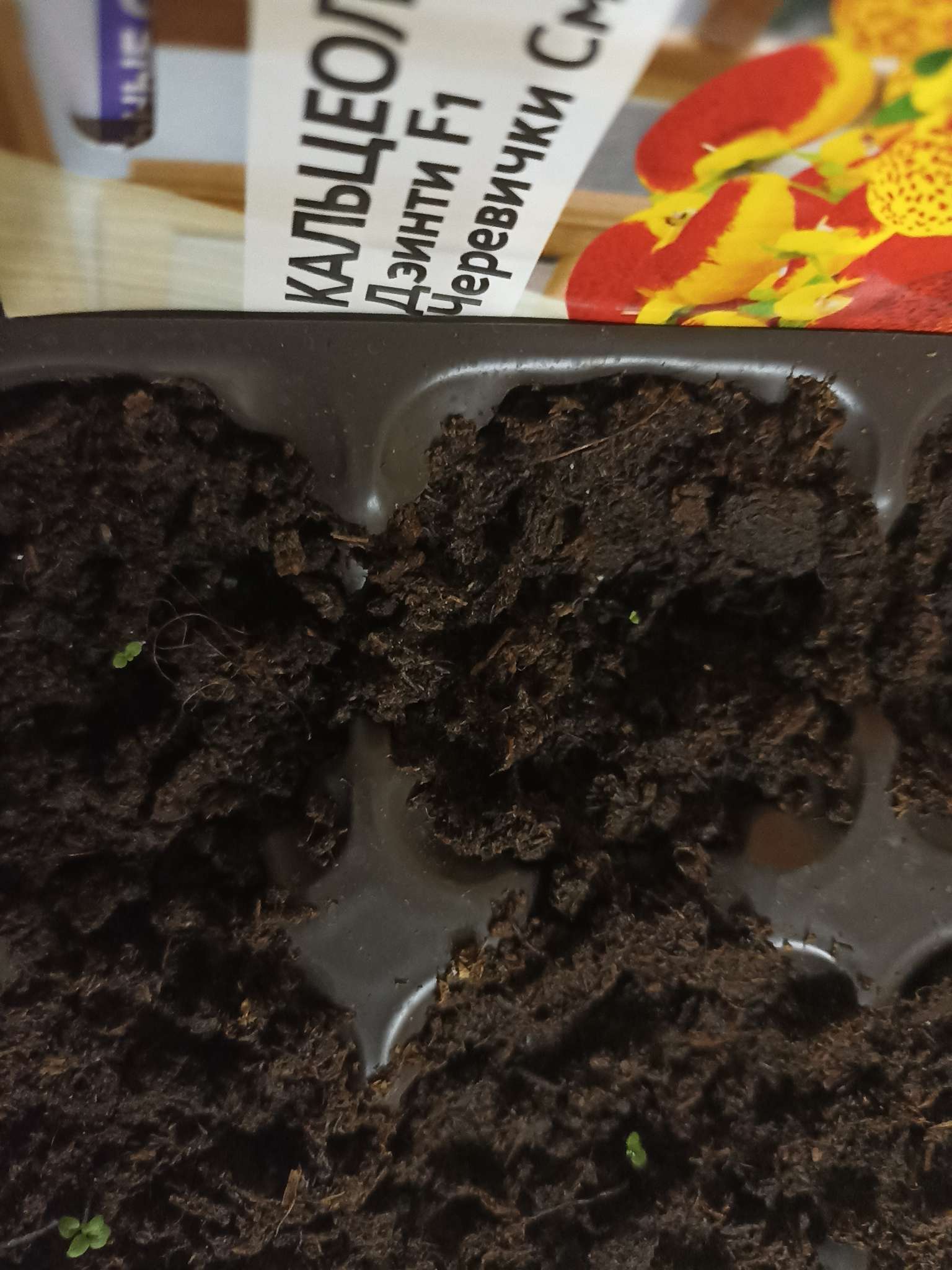 Фотография покупателя товара Семена Кальцеолярия "Дэинти", ц/п,  F1, 3 шт - Фото 2