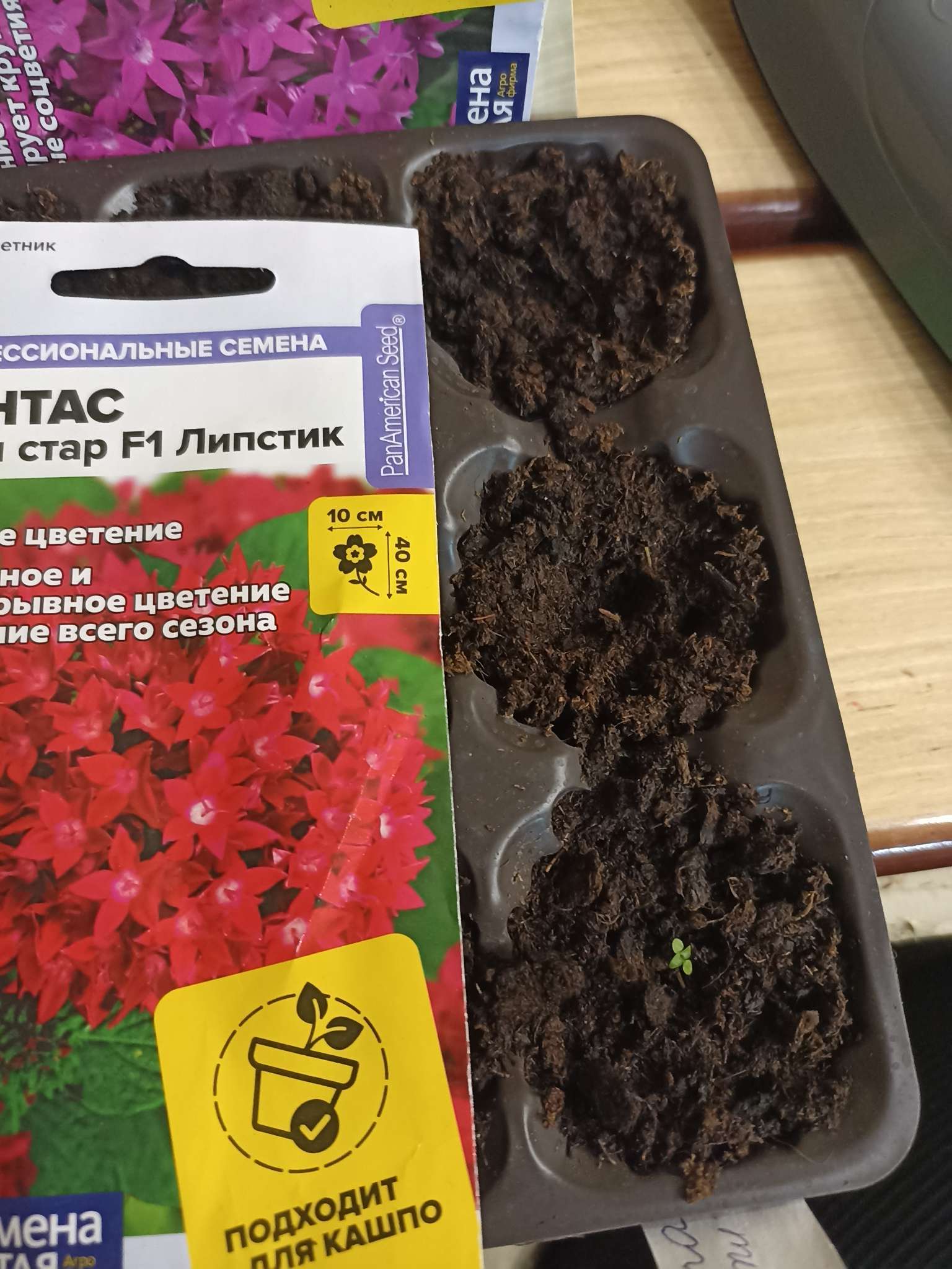 Фотография покупателя товара Семена цветов Пентас "Лаки стар" F1 Липстик ланцетовидный, ц/п, 3 шт. - Фото 1