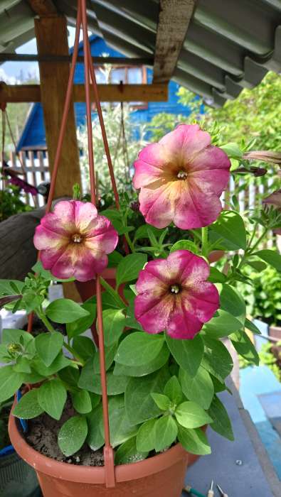 Фотография покупателя товара Семена цветов Петуния «Зора», F1, 0.01 г, «Урожай Удачи» - Фото 9