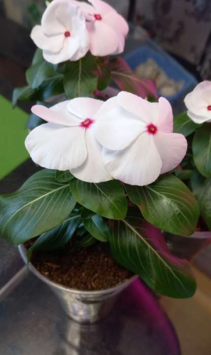 Фотография покупателя товара Семена цветов Катарантус Пацифика  "Полька Дот" 10 шт - Фото 2