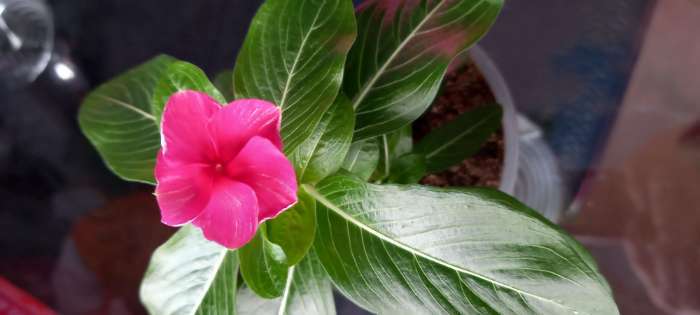 Фотография покупателя товара Семена цветов Катарантус "Казанова", 10шт - Фото 2